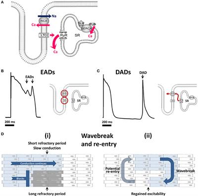 Calcium in the Pathophysiology of Atrial Fibrillation and Heart Failure